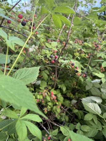 4989 Ford, SCALES MOUND, Illinois 61075, 5 Bedrooms Bedrooms, ,2 BathroomsBathrooms,House,For Sale,Ford,202601198