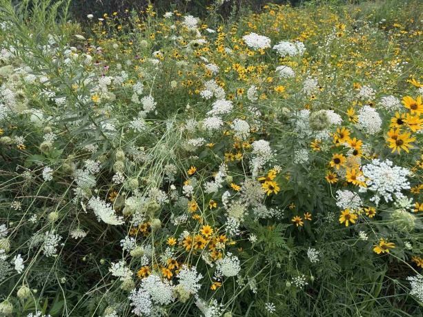 4989 Ford, SCALES MOUND, Illinois 61075, 5 Bedrooms Bedrooms, ,2 BathroomsBathrooms,House,For Sale,Ford,202601198