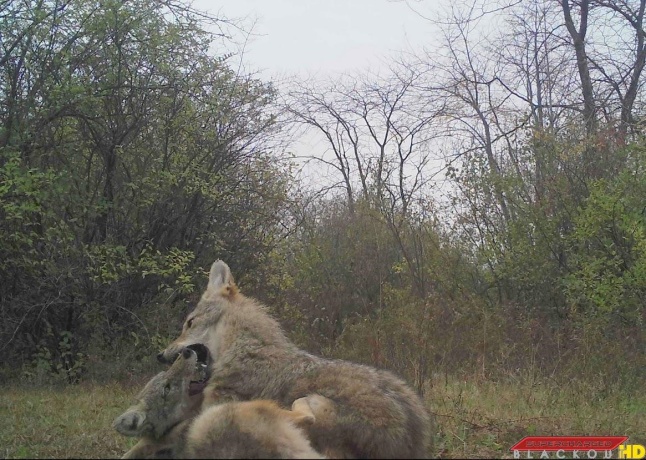 IL Route 26 N, FREEPORT, Illinois 61032, ,Land,For Sale,Route 26 N,202601833