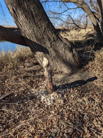 IL Route 26 N, FREEPORT, Illinois 61032, ,Land,For Sale,Route 26 N,202601833