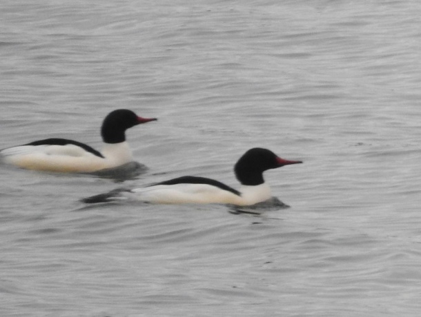 1396 Pier, LAKE SUMMERSET, Illinois 61019, ,Land,For Sale,Pier,202601834