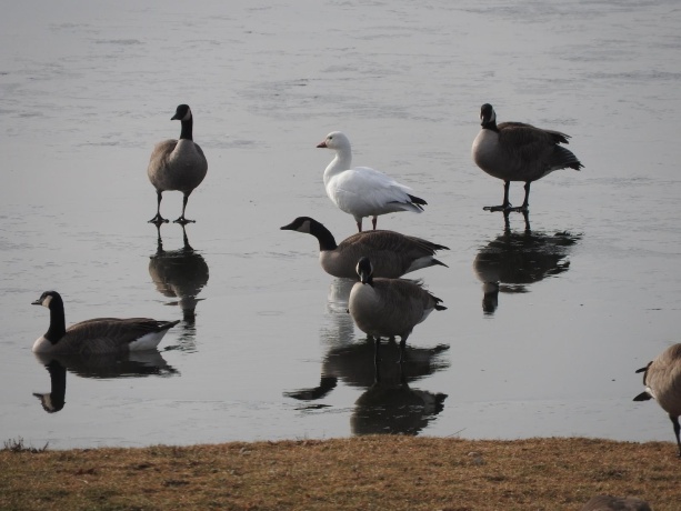 1396 Pier, LAKE SUMMERSET, Illinois 61019, ,Land,For Sale,Pier,202601834