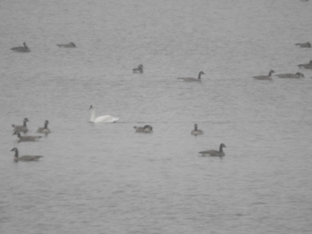 1396 Pier, LAKE SUMMERSET, Illinois 61019, ,Land,For Sale,Pier,202601834