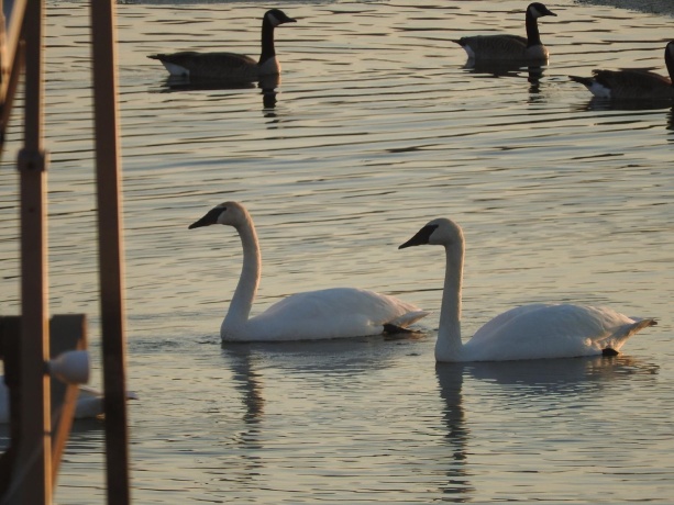 1396 Pier, LAKE SUMMERSET, Illinois 61019, ,Land,For Sale,Pier,202601834