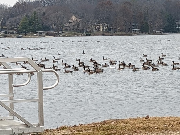 1396 Pier, LAKE SUMMERSET, Illinois 61019, ,Land,For Sale,Pier,202601834