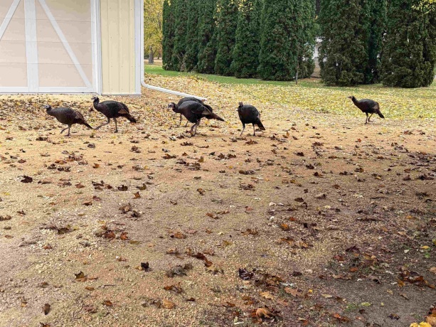 9709 Cunningham, WINNEBAGO, Illinois 61088, 3 Bedrooms Bedrooms, ,1 BathroomBathrooms,House,For Sale,Cunningham,202601852