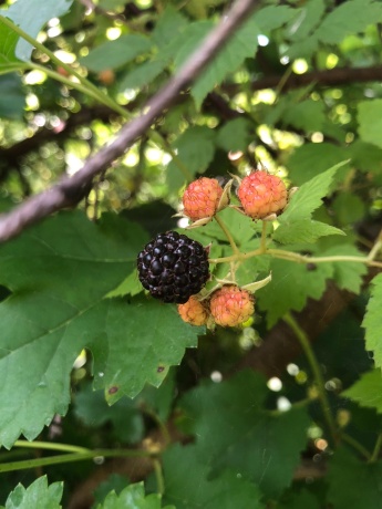 9709 Cunningham, WINNEBAGO, Illinois 61088, 3 Bedrooms Bedrooms, ,1 BathroomBathrooms,House,For Sale,Cunningham,202601852