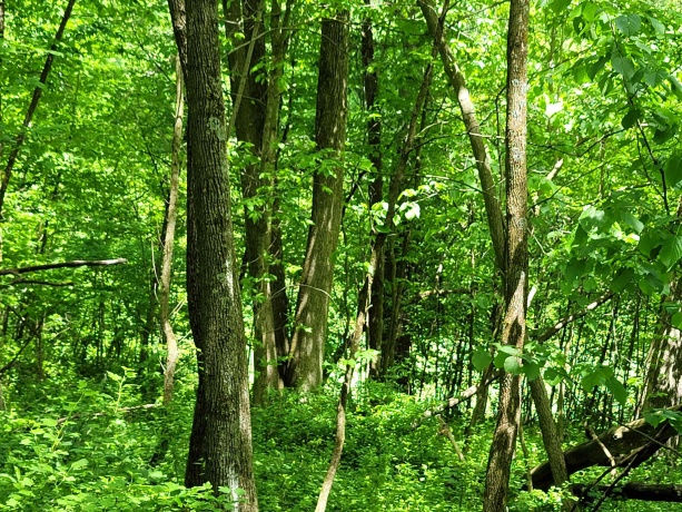 14 Cinnamon, GALENA, Illinois 61036, ,Land,For Sale,Cinnamon,202601954