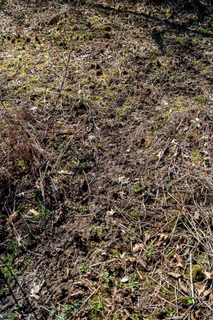 0 Flint, PEARL CITY, Illinois 61062, ,Land,For Sale,Flint,202602075