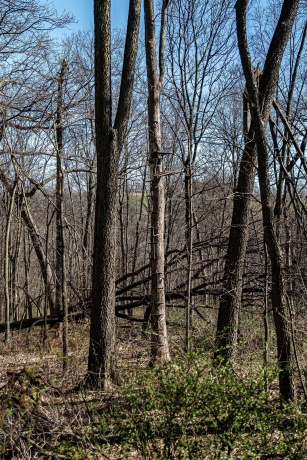 0 Flint, PEARL CITY, Illinois 61062, ,Land,For Sale,Flint,202602075