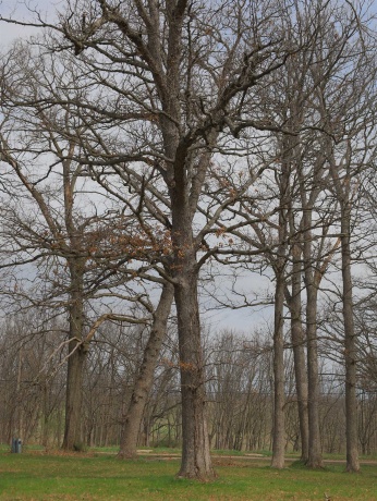 4500 River, RIDOTT, Illinois 61067, ,Land,For Sale,River,202602084