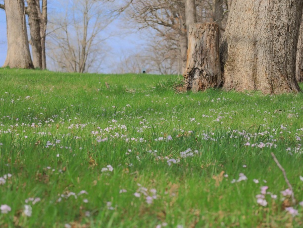 4500 River, RIDOTT, Illinois 61067, ,Land,For Sale,River,202602084