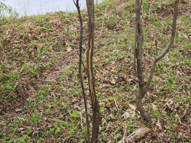 000 US BYPASS 20, FREEPORT, Illinois 61032, ,Land,For Sale,US BYPASS 20,202602085