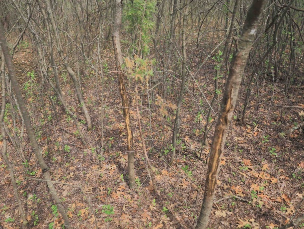 000 US BYPASS 20, FREEPORT, Illinois 61032, ,Land,For Sale,US BYPASS 20,202602085