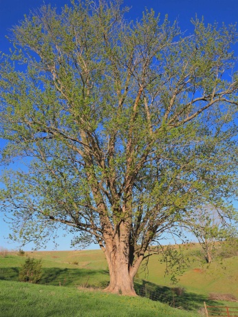 15700 Imbus Lane, EAST DUBUQUE, Illinois 61025, 2 Bedrooms Bedrooms, ,1 BathroomBathrooms,Farm,For Sale,Imbus Lane,202602159