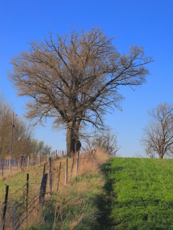 15700 Imbus Lane, EAST DUBUQUE, Illinois 61025, 2 Bedrooms Bedrooms, ,1 BathroomBathrooms,Farm,For Sale,Imbus Lane,202602159