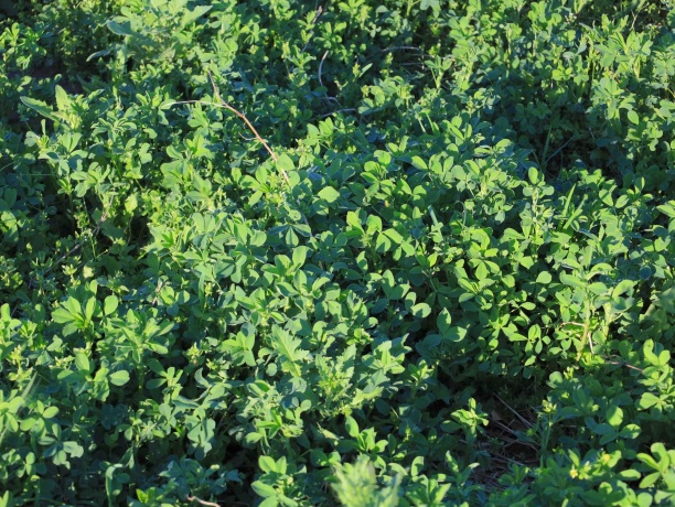 15700 Imbus Lane, EAST DUBUQUE, Illinois 61025, 2 Bedrooms Bedrooms, ,1 BathroomBathrooms,Farm,For Sale,Imbus Lane,202602159