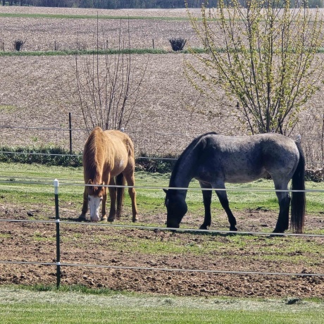 17870 Clover, MORRISON, Illinois 61270, 4 Bedrooms Bedrooms, ,2 BathroomsBathrooms,House,For Sale,Clover,202602208