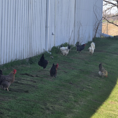 17870 Clover, MORRISON, Illinois 61270, 4 Bedrooms Bedrooms, ,2 BathroomsBathrooms,House,For Sale,Clover,202602208