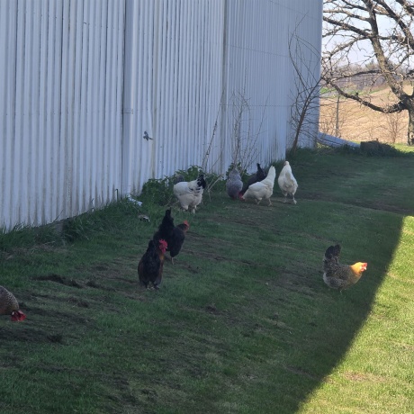 17870 Clover, MORRISON, Illinois 61270, 4 Bedrooms Bedrooms, ,2 BathroomsBathrooms,House,For Sale,Clover,202602208