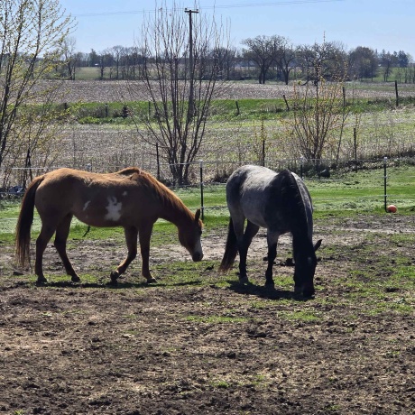 17870 Clover, MORRISON, Illinois 61270, 4 Bedrooms Bedrooms, ,2 BathroomsBathrooms,House,For Sale,Clover,202602208