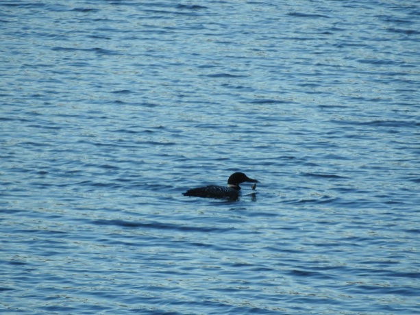 1396 Pier, LAKE SUMMERSET, Illinois 61019, ,Land,For Sale,Pier,202602235