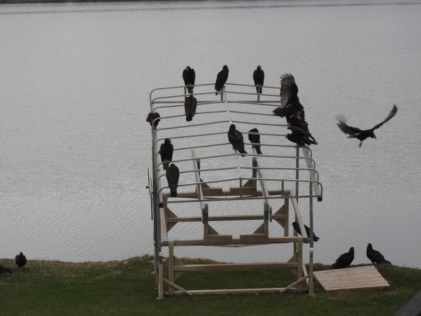 1396 Pier, LAKE SUMMERSET, Illinois 61019, ,Land,For Sale,Pier,202602235