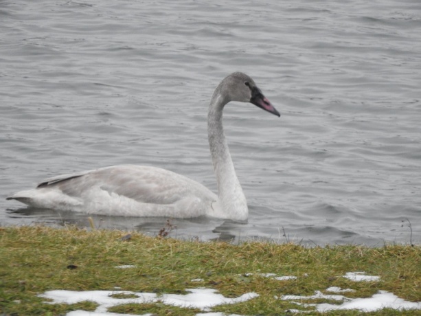 1396 Pier, LAKE SUMMERSET, Illinois 61019, ,Land,For Sale,Pier,202602235