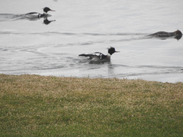 1396 Pier, LAKE SUMMERSET, Illinois 61019, ,Land,For Sale,Pier,202602235