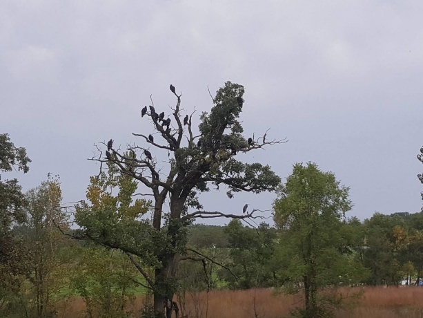 1396 Pier, LAKE SUMMERSET, Illinois 61019, ,Land,For Sale,Pier,202602235