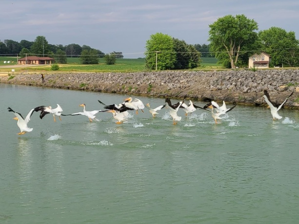 1396 Pier, LAKE SUMMERSET, Illinois 61019, ,Land,For Sale,Pier,202602235