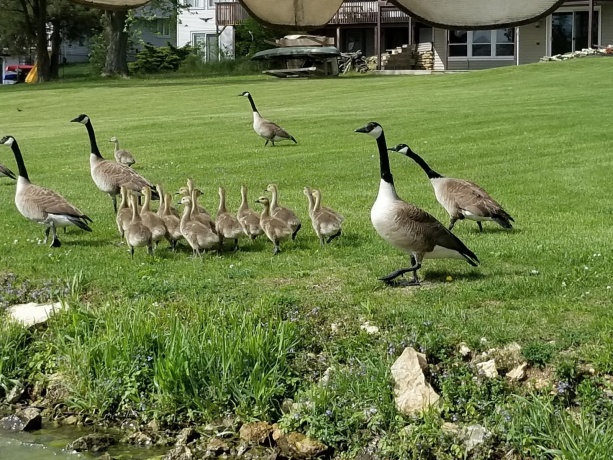 1396 Pier, LAKE SUMMERSET, Illinois 61019, ,Land,For Sale,Pier,202602235