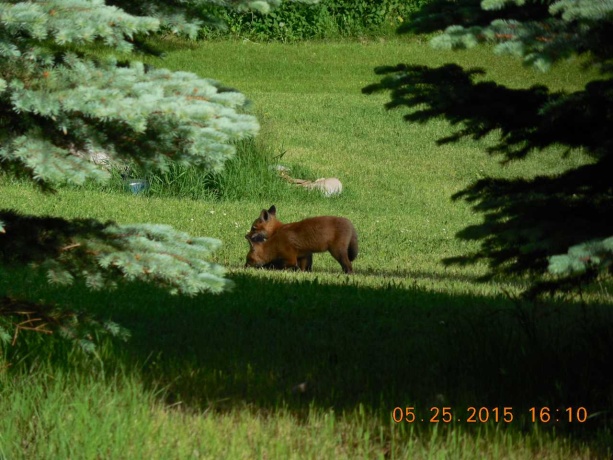 928 Butternut Bend, LAKE SUMMERSET, Illinois 61019, ,Land,For Sale,Butternut Bend,202602240