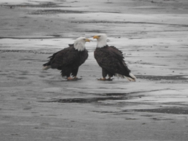 1262 Lake Summerset, LAKE SUMMERSET, Illinois 61019, ,Land,For Sale,Lake Summerset,202602374