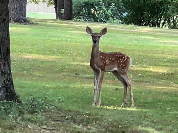 2648 Shepard, FREEPORT, Illinois 61032, 4 Bedrooms Bedrooms, ,2 BathroomsBathrooms,House,For Sale,Shepard,202602403