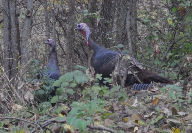 2648 Shepard, FREEPORT, Illinois 61032, 4 Bedrooms Bedrooms, ,2 BathroomsBathrooms,House,For Sale,Shepard,202602403