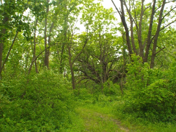 1904 US Rt 20 East, ELIZABETH, Illinois 61028, ,Land,For Sale,US Rt 20 East,202502772