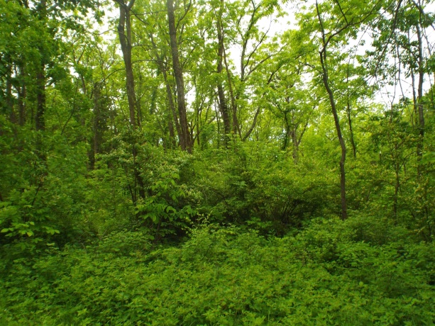 1904 US Rt 20 East, ELIZABETH, Illinois 61028, ,Land,For Sale,US Rt 20 East,202502772