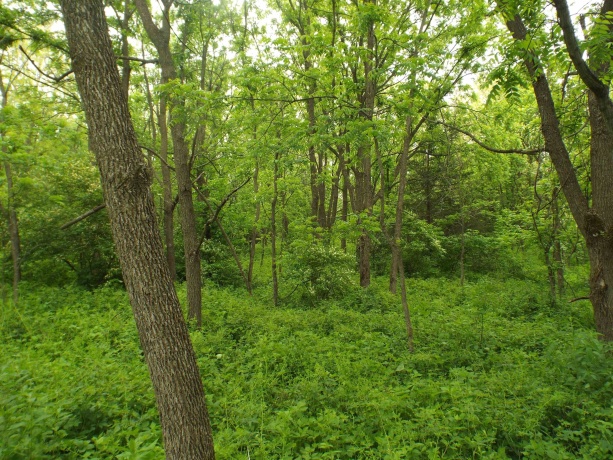 1904 US Rt 20 East, ELIZABETH, Illinois 61028, ,Land,For Sale,US Rt 20 East,202502772