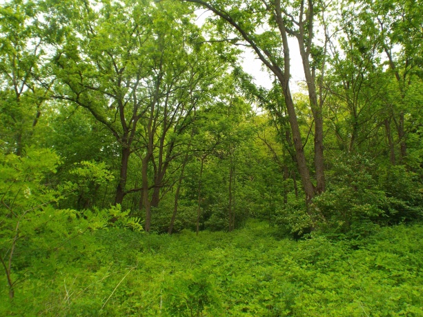 1904 US Rt 20 East, ELIZABETH, Illinois 61028, ,Land,For Sale,US Rt 20 East,202502772