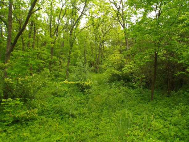 1904 US Rt 20 East, ELIZABETH, Illinois 61028, ,Land,For Sale,US Rt 20 East,202502772