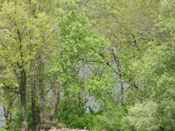 10A67 Cardinal, APPLE RIVER, Illinois 61001, ,Land,For Sale,Cardinal,202602728
