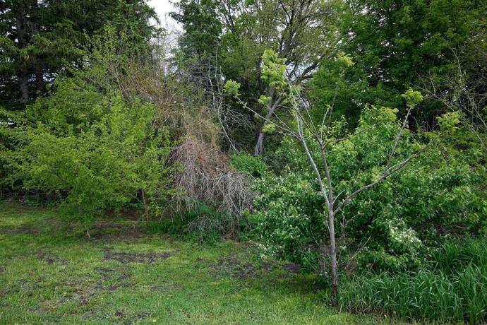 0 Sycamore, CEDAR POINT, Illinois 61316, ,Land,For Sale,Sycamore,202602913