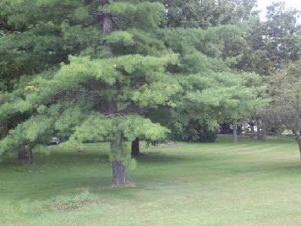 11810 Love Rd, ROSCOE, Illinois 61073, ,Land,For Sale,Love Rd,202603297
