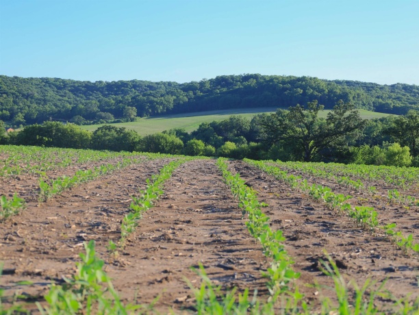 3340 Longhollow, ELIZABETH, Illinois 61028, ,Land,For Sale,Longhollow,202603503