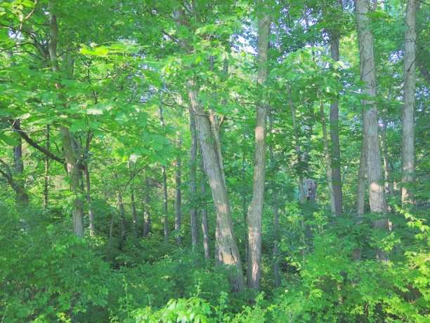 3340 Longhollow, ELIZABETH, Illinois 61028, ,Land,For Sale,Longhollow,202603503