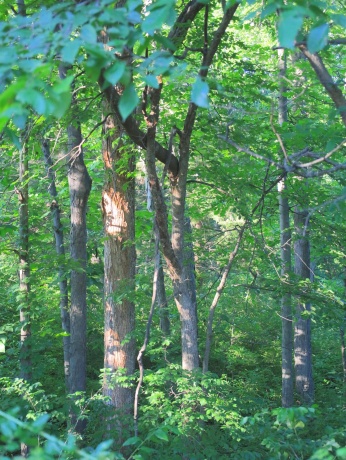 3340 Longhollow, ELIZABETH, Illinois 61028, ,Land,For Sale,Longhollow,202603503