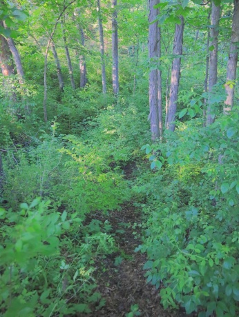 3340 Longhollow, ELIZABETH, Illinois 61028, ,Land,For Sale,Longhollow,202603503