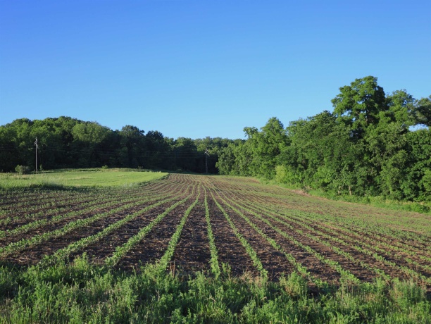 3340 Longhollow, ELIZABETH, Illinois 61028, ,Land,For Sale,Longhollow,202603503