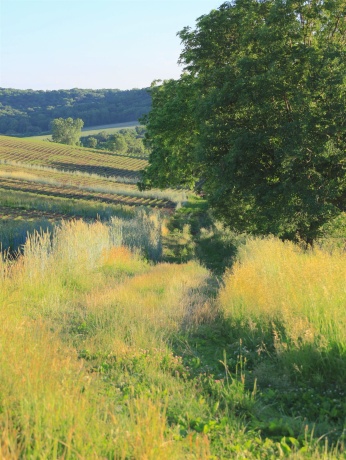 3340 Longhollow, ELIZABETH, Illinois 61028, ,Land,For Sale,Longhollow,202603503